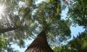 Suntree2 Menominee Values in sustainability